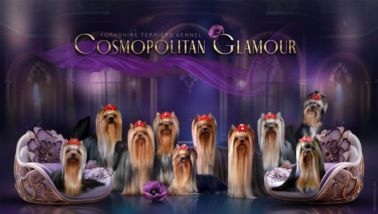 Cosmopolitan Glamour — Labaza DogPedigree YorkshireTerrier